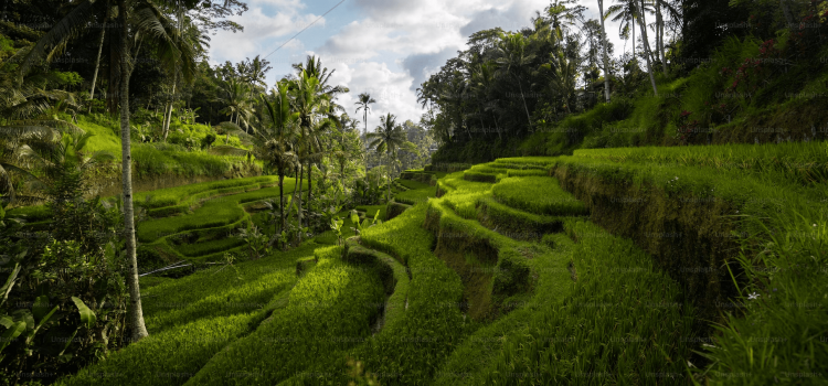 Unwind in Paradise: Experience Tranquility and Comfort at Villas Ubud