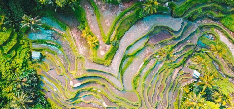 Uluwatu or Canggu For Your Dream Life?
