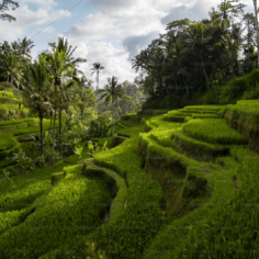 Unwind in Paradise: Experience Tranquility and Comfort at Villas Ubud