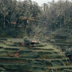 Living Close to Nature: The Beauty of Rice Terrace in Bali