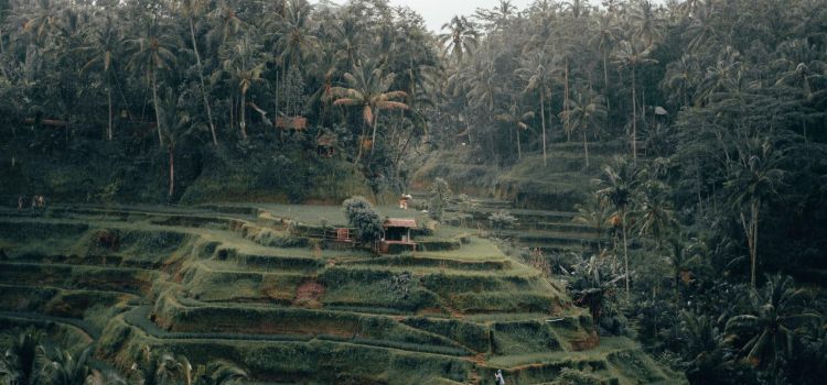 Living Close to Nature: The Beauty of Rice Terrace in Bali