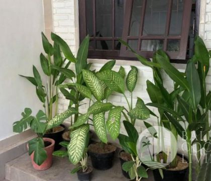 Rumah Fuchsia