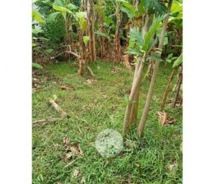 For sale, 5 Are Land