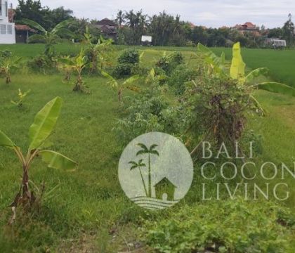 1000 Sqm, Land for rent